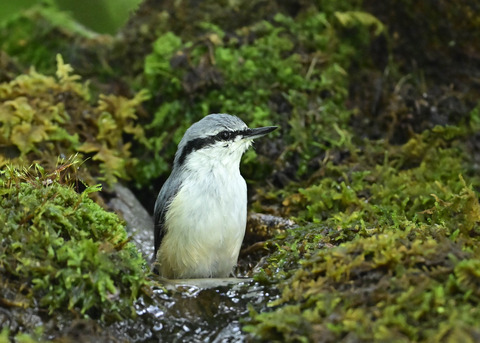 ゴジュウカラ1373