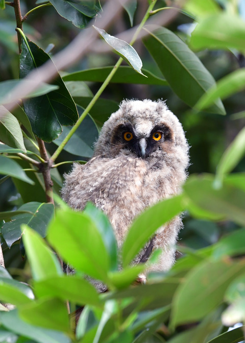 トラフズクのヒナ①7930