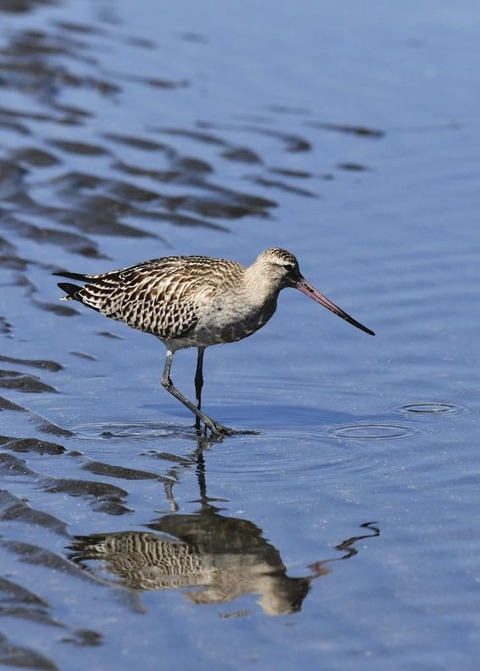 オオソリハシシギ9009