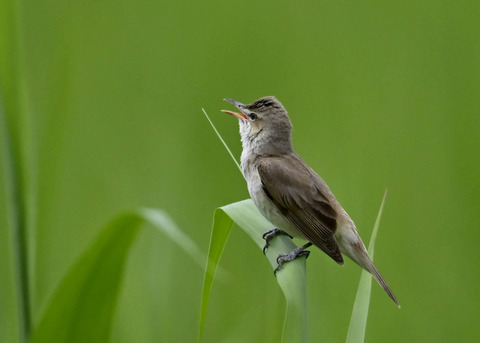 オオヨシキリ若4261