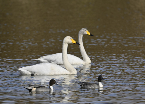 オオハクチョウ0922