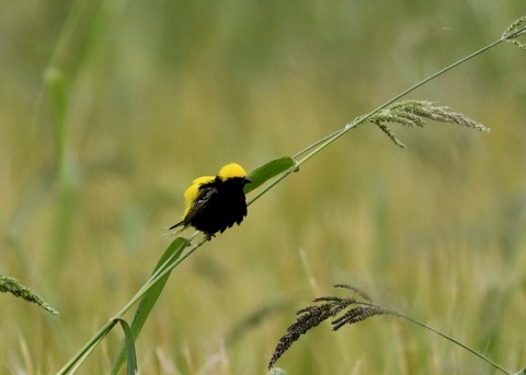 オウゴンチョウ1363