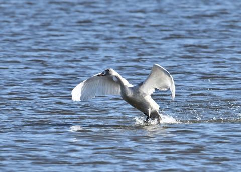 オオハクチョウ幼鳥1823