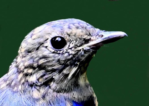 オオルリ♂幼鳥8001