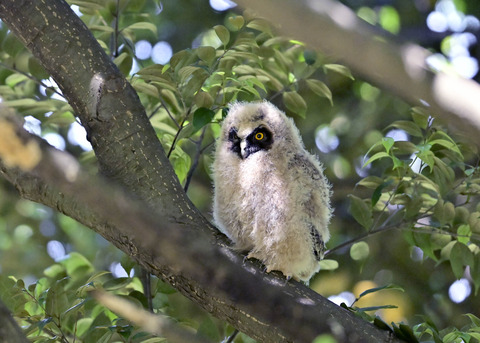 トラフズクのヒナ7453