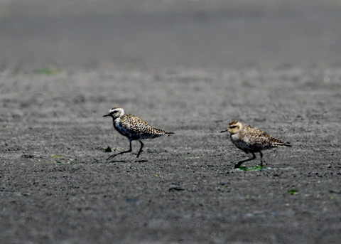 ムナグロ♂♀1141