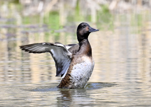 アカハジロ♀3855