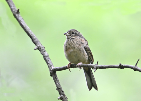 ホオジロ幼鳥3475