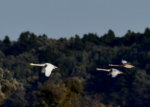 オオハクチョウ3620