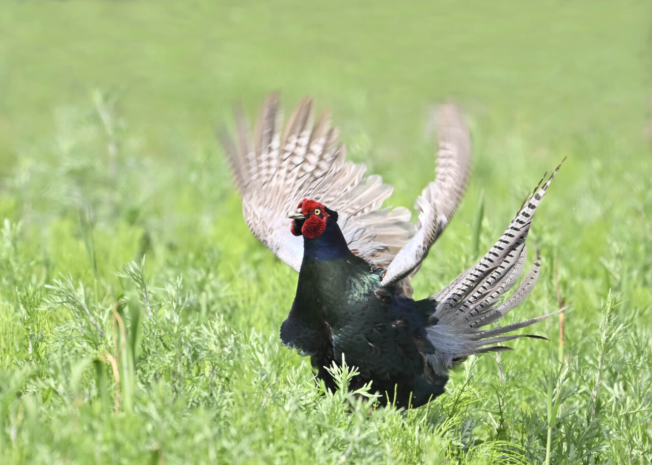 キジ 野口洪志の野鳥日記