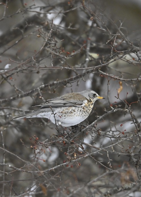 ノハラツグミ1394