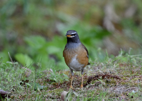 マミチャジナイ♂1221