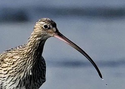 ダイシャクシギ0192