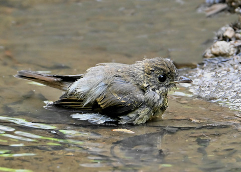 オオルリ♀幼鳥1113