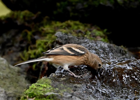 ベニマシコ♀冬羽1801