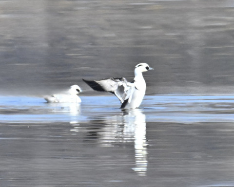 羽ばたくミコアイサ♂4556