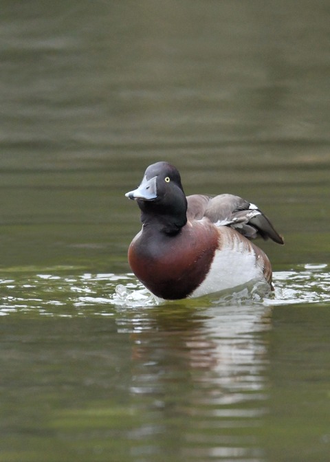 アカハジロ♂8794