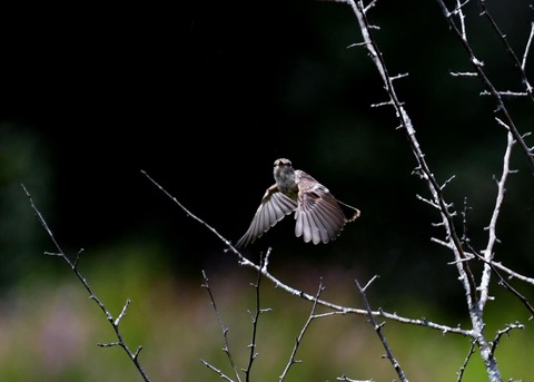 飛ぶ・ノビタキ幼鳥1098