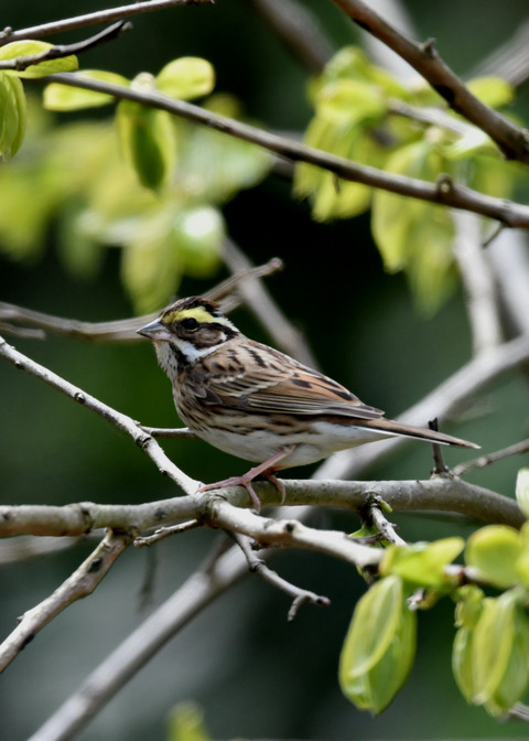 キマユホオジロ♀1660