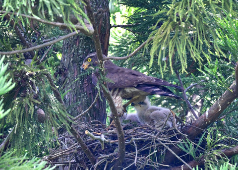 サシバ♂とヒナ7233