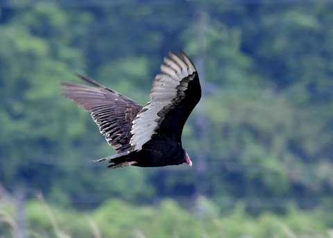 ヒメコンドル0770