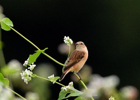 ノビタキ♀3065