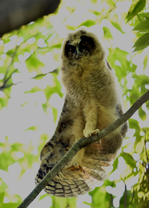 トラフズクのヒナ1053