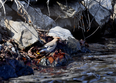 キレンジャク7241