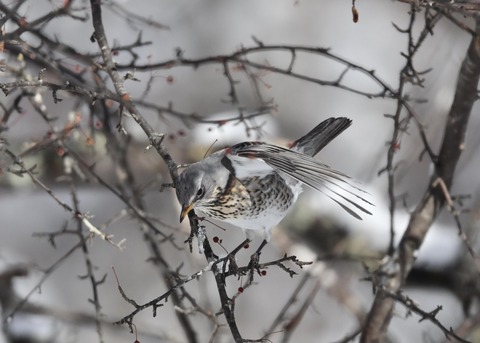 ノハラツグミ4103