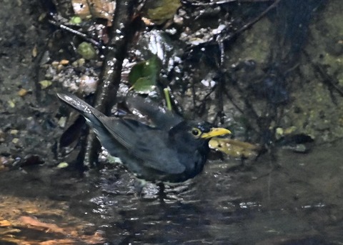 クロツグミ♂0857