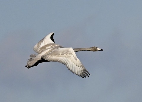 オオハクチョウ幼鳥3715