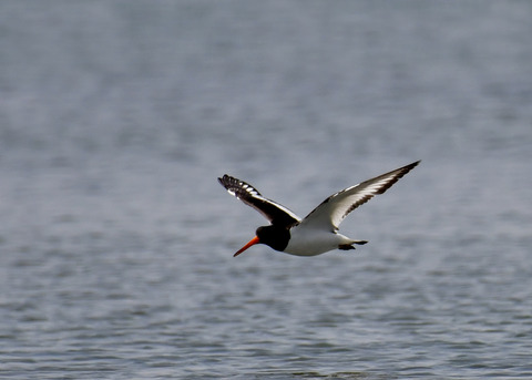 飛ぶ・ミヤコドリ9069