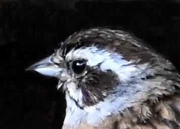 ホオジロ♀4001(6451)