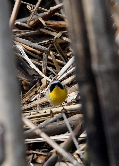 カオグロアメリカムシクイ7082