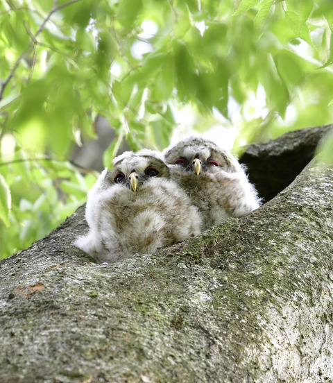 フクロウのヒナ①②4463