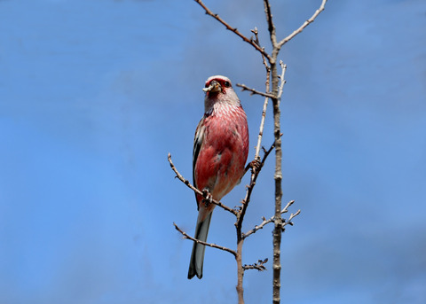 ベニマシコ♂2852
