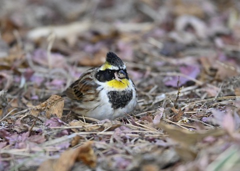 ヤマホオジロ♂5354