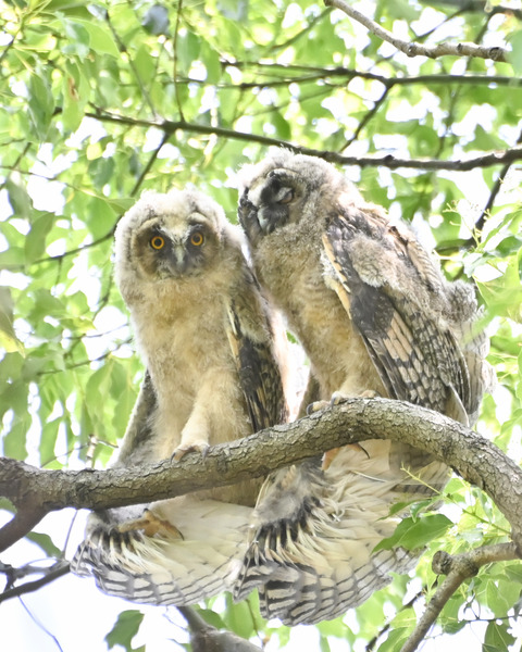 トラフズクの雛②4377