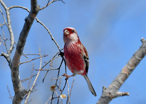 ベニマシコ♂2682