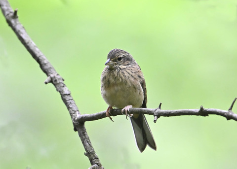 ホオジロ幼鳥3416