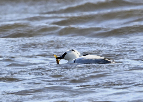 ミコアイサ♂9238