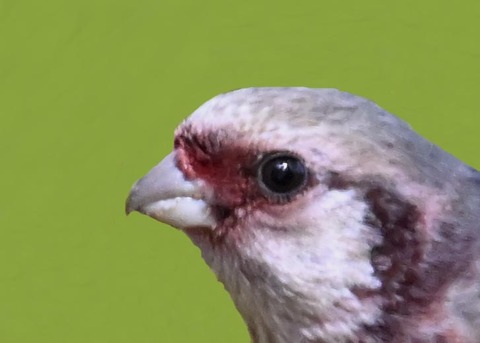 ベニマシコ♂6002