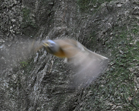 マミチャジナイ0626