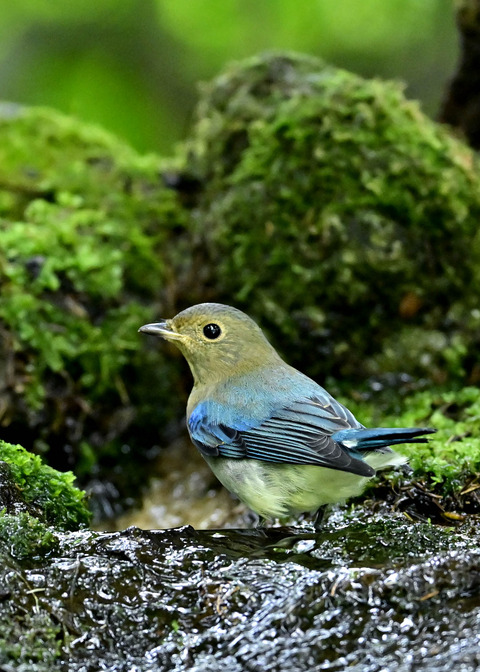 オオルリ♂幼鳥1141