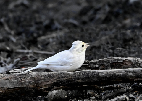 カシラダカ7367