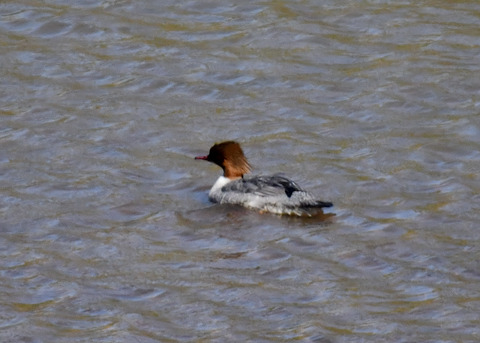 カワアイサ♀2453