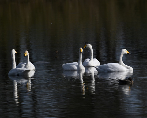 オオハクチョウ4592-1
