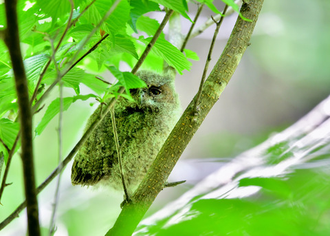 オオコノハズクのヒナ③4200