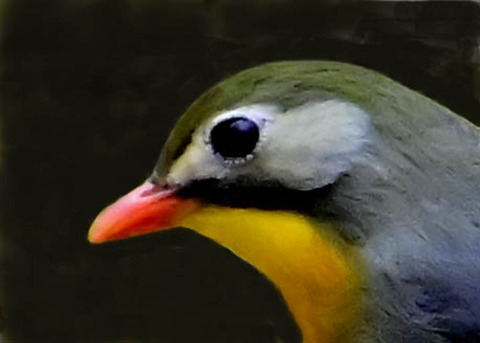 ソウシチョウ5003