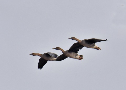 ヒシクイ6183-02 - コピー